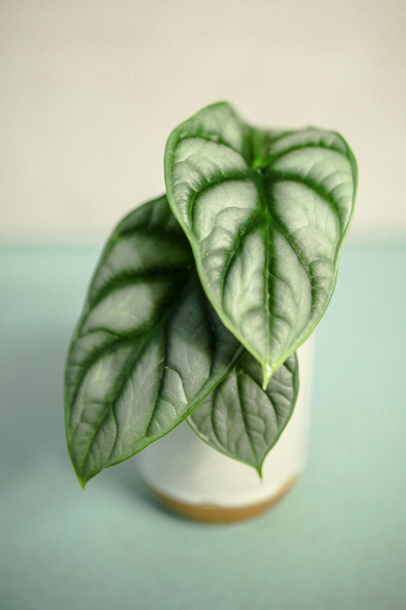 Alocasia Silver Dragon