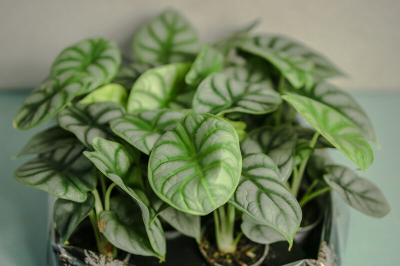 Alocasia Silver Dragon