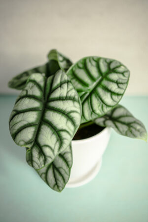 Alocasia Silver Dragon
