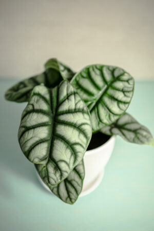 Alocasia Silver Dragon