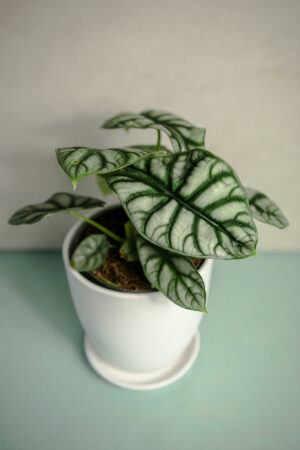 Alocasia Silver Dragon