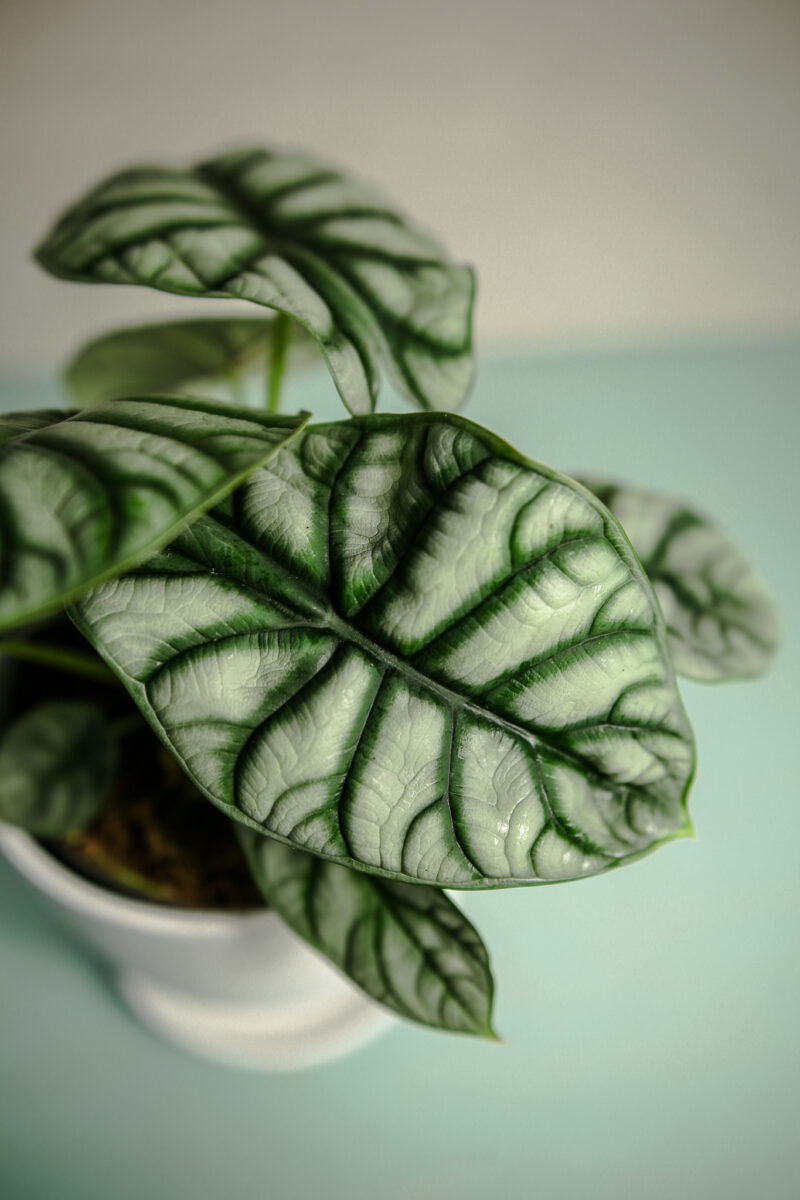 Alocasia Silver Dragon