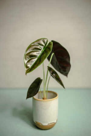 Alocasia Cuprea ‘Red Secret’