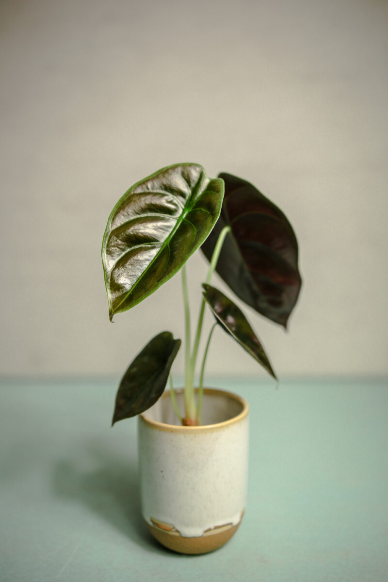 Alocasia Cuprea ‘Red Secret’