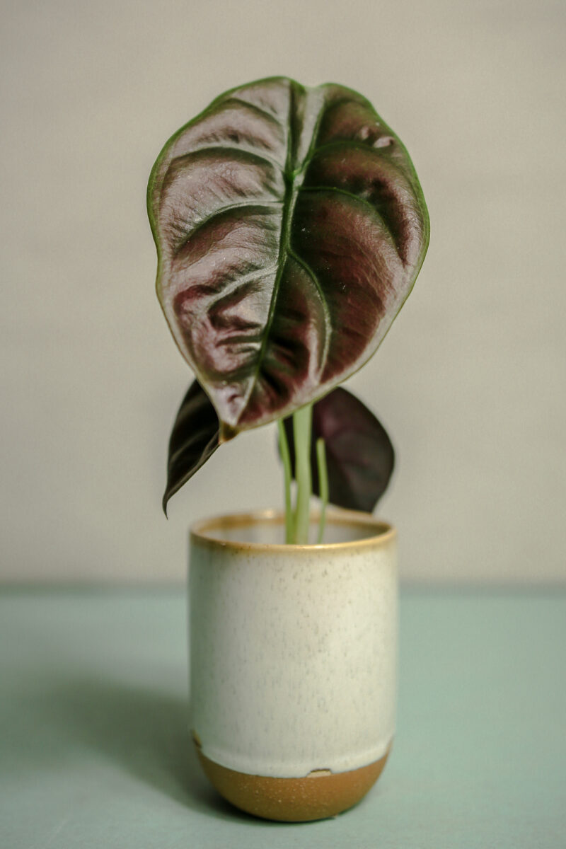Alocasia Cuprea ‘Red Secret’