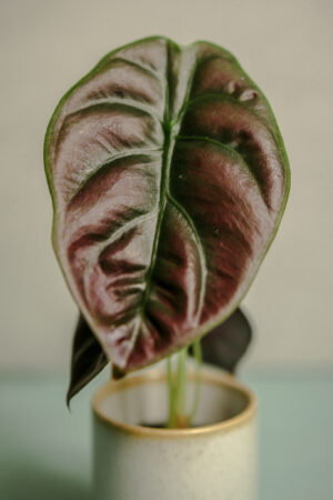 Alocasia Cuprea ‘Red Secret’