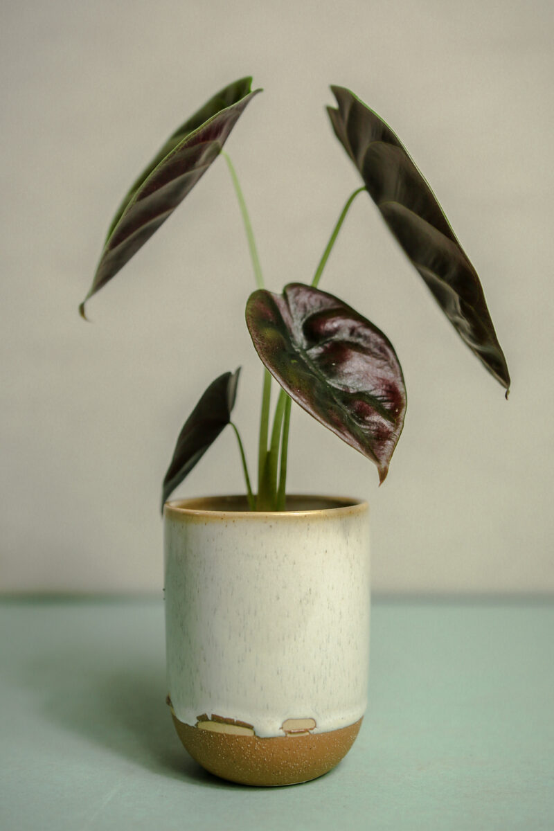 Alocasia Cuprea ‘Red Secret’