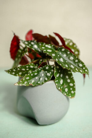 Begonia Maculata w doniczce
