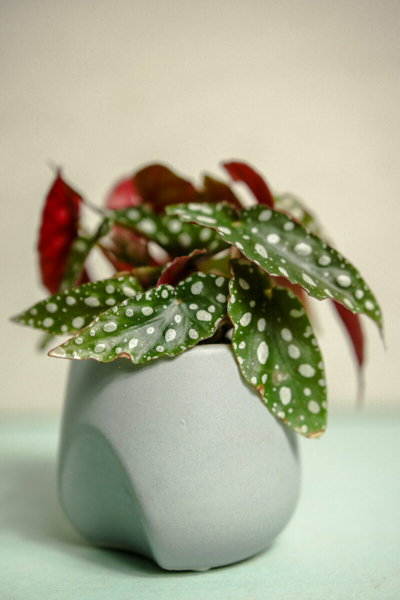 Begonia Maculata w doniczce