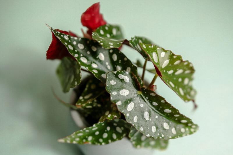 Begonia Maculata w doniczce