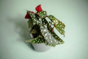 Begonia Maculata w doniczce