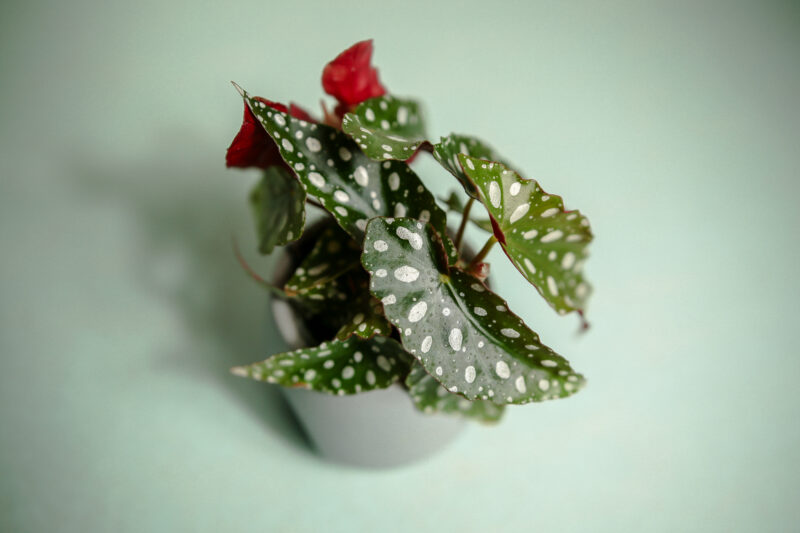 Begonia Maculata w doniczce