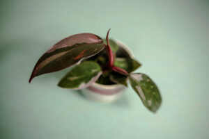 Philodendron Pink Princess