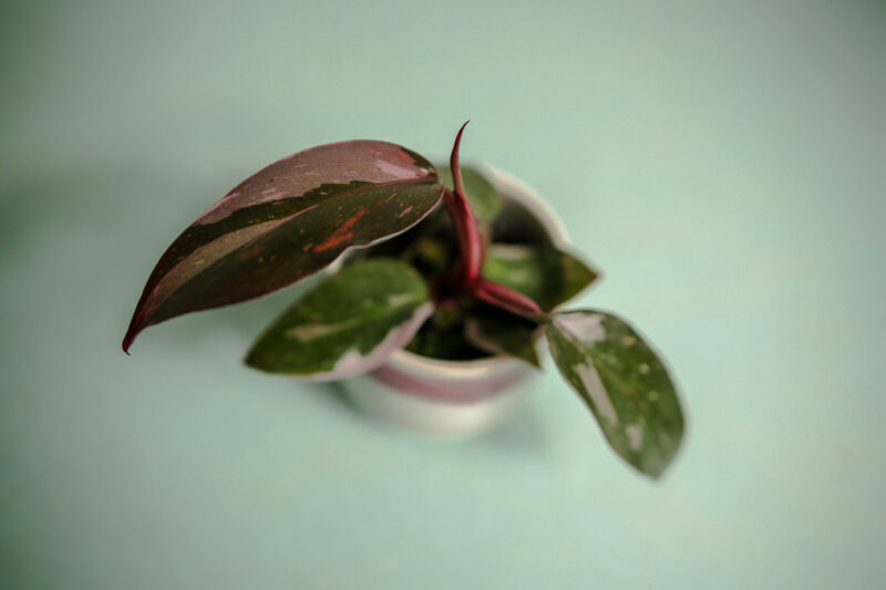 Philodendron Pink Princess