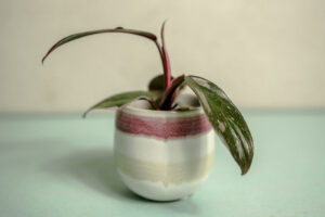 Philodendron Pink Princess