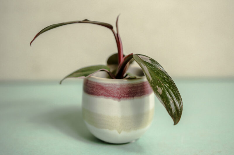 Philodendron Pink Princess