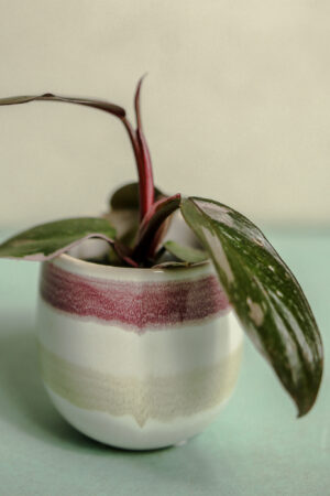Philodendron Pink Princess