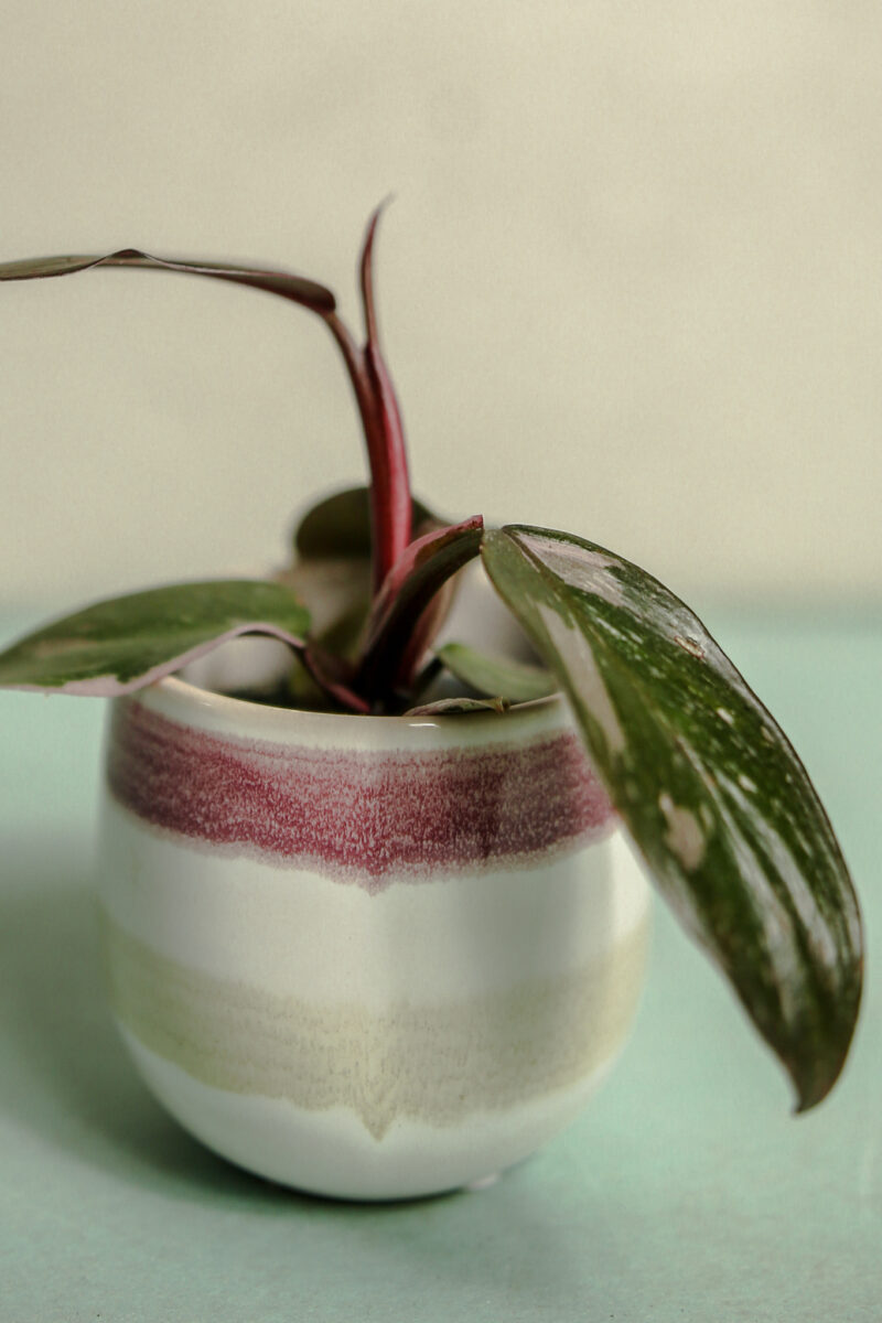 Philodendron Pink Princess