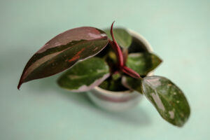 Philodendron Pink Princess