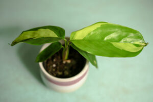 Ctenanthe Golden Mosaic