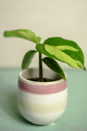 Ctenanthe Golden Mosaic