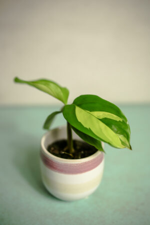 Ctenanthe Golden Mosaic