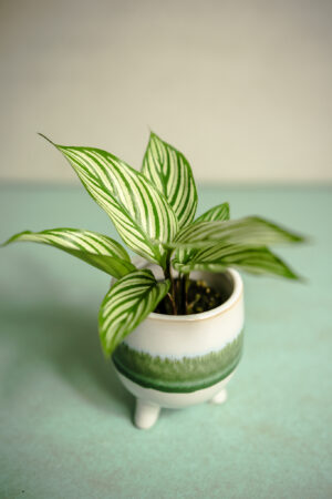 Calathea elliptica ‘Vittata’