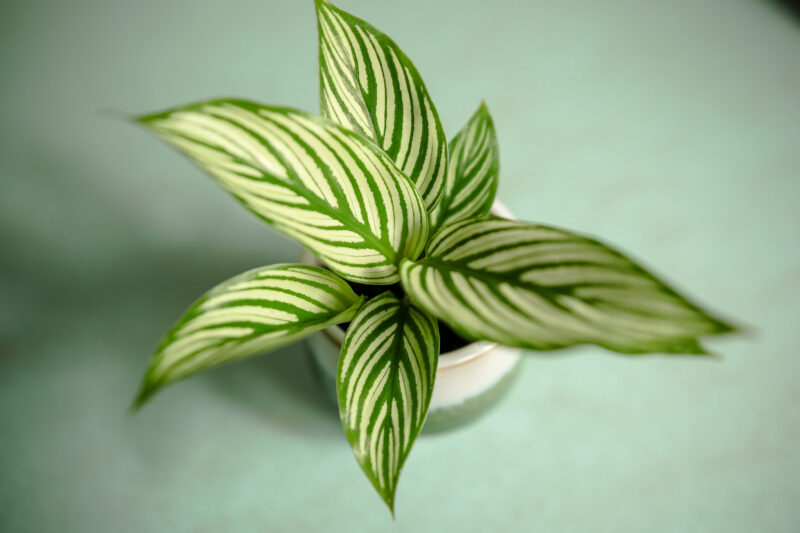 Calathea elliptica ‘Vittata’