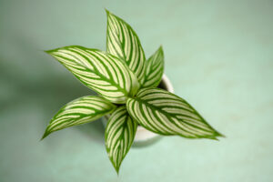 Calathea elliptica ‘Vittata’
