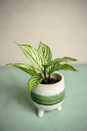 Calathea elliptica ‘Vittata’