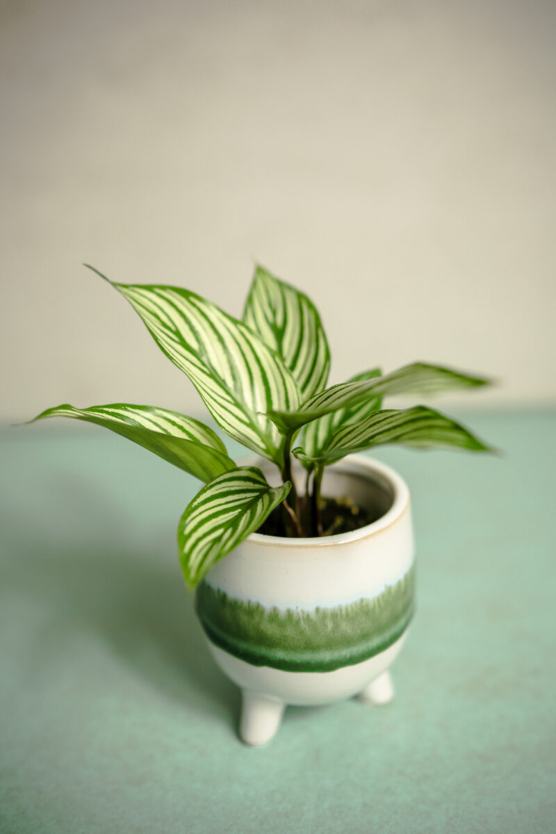 Calathea elliptica ‘Vittata’