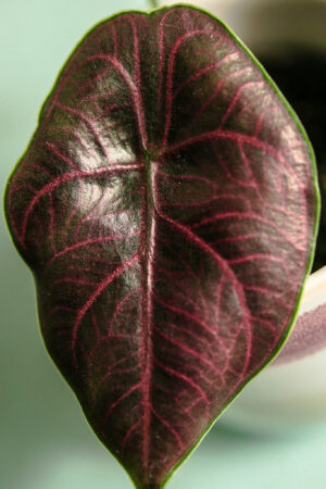 Alocasia Azlanii