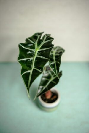 Alocasia Amazonica Polly