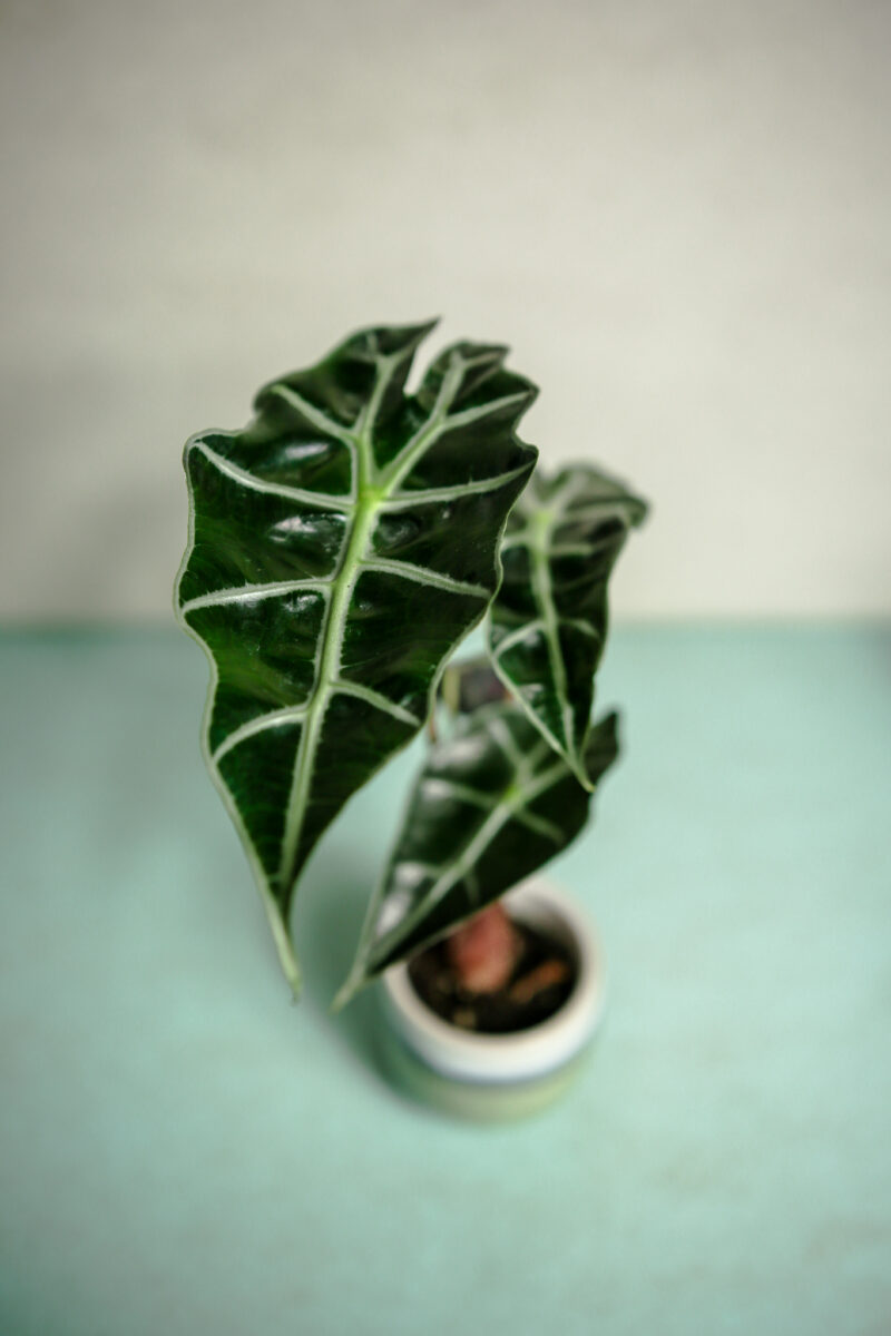 Alocasia Amazonica Polly