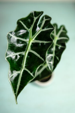 Alocasia Amazonica Polly