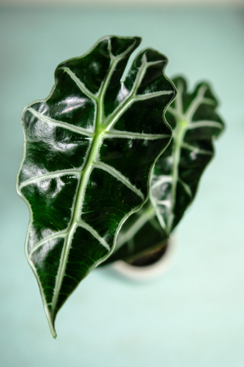Alocasia Amazonica Polly