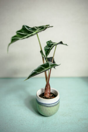 Alocasia Amazonica Polly