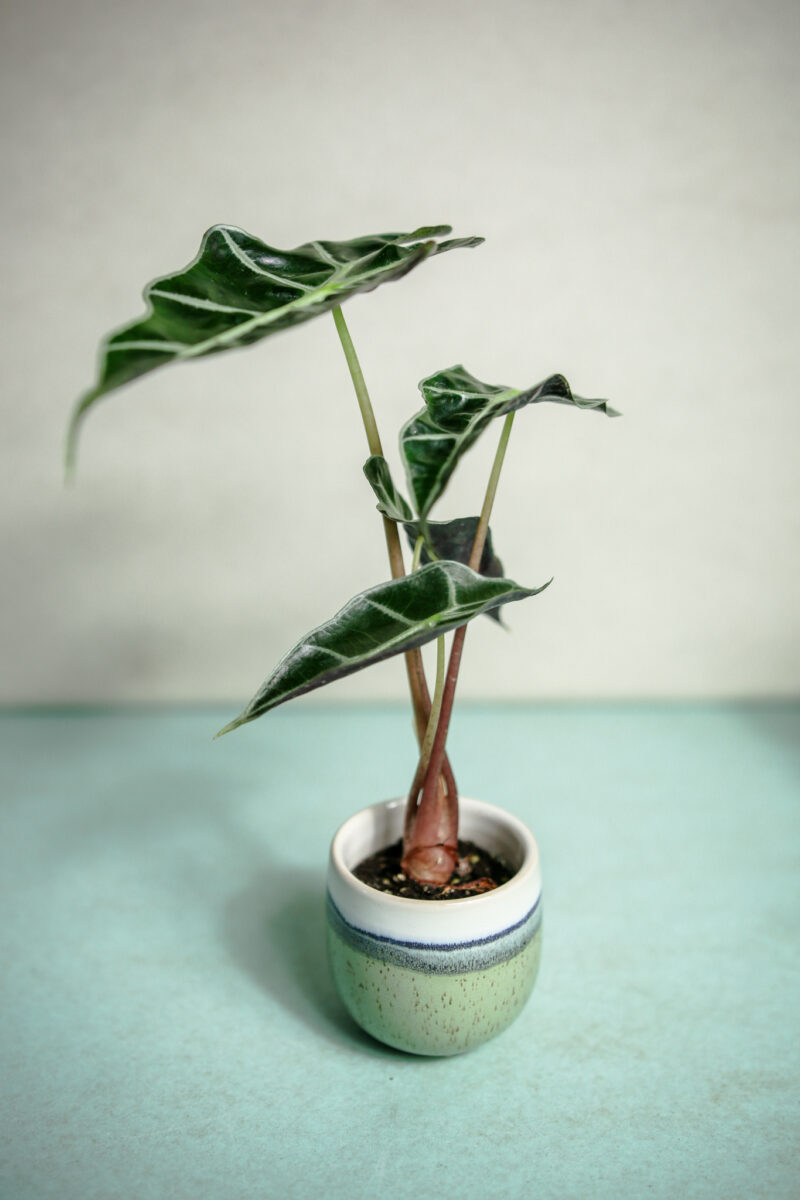 Alocasia Amazonica Polly