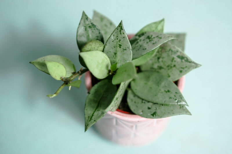 Hoya Krohniana Eskimo