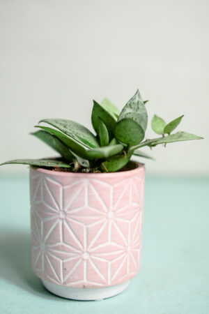 Hoya Krohniana Eskimo