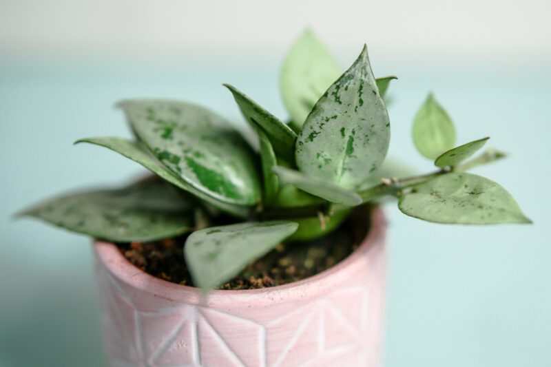 Hoya Krohniana Eskimo