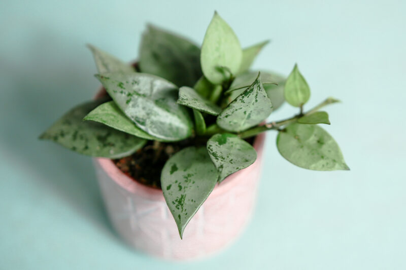 Hoya Krohniana Eskimo