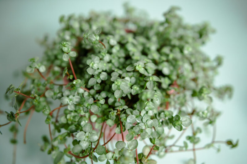 Pilea glaucophylla Greyzy