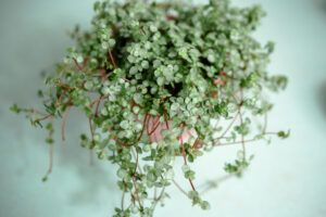 Pilea glaucophylla Greyzy