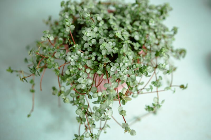 Pilea glaucophylla Greyzy