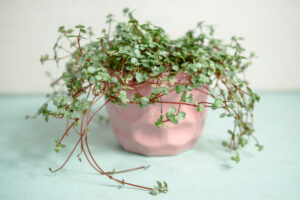 Pilea glaucophylla Greyzy