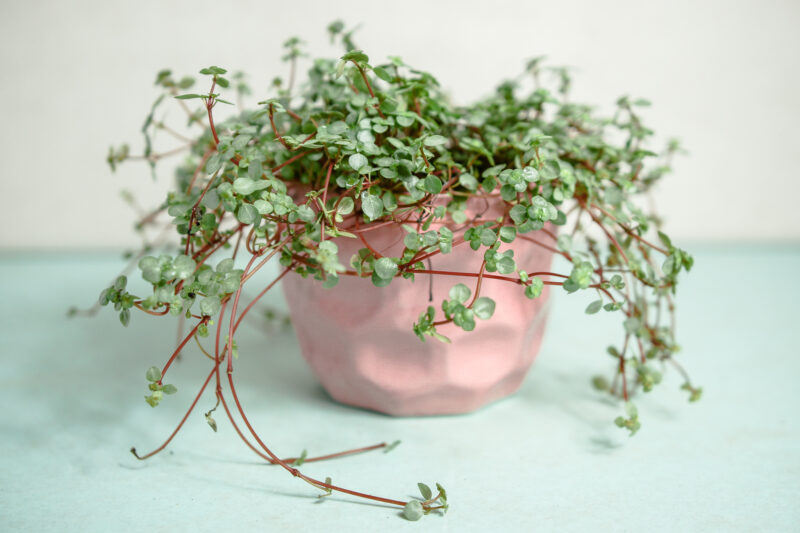 Pilea glaucophylla Greyzy
