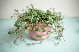 Pilea glaucophylla Greyzy