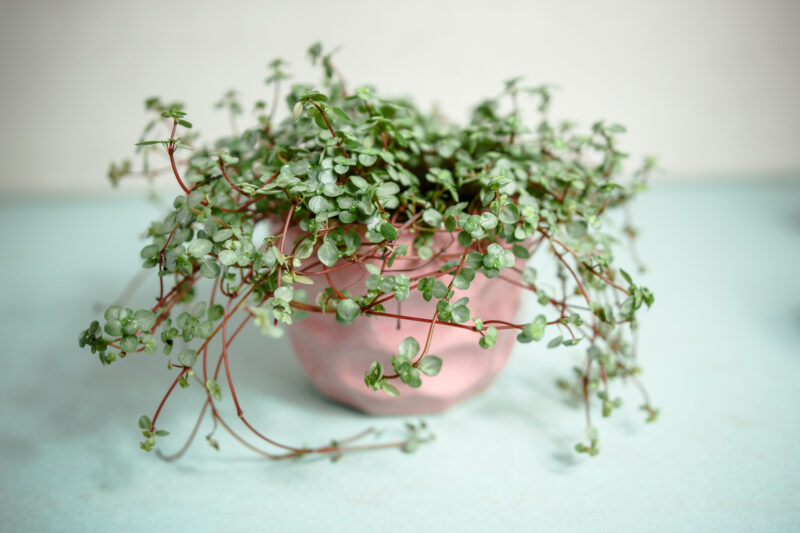 Pilea glaucophylla Greyzy