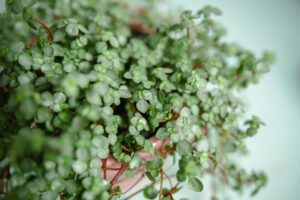 Pilea glaucophylla Greyzy